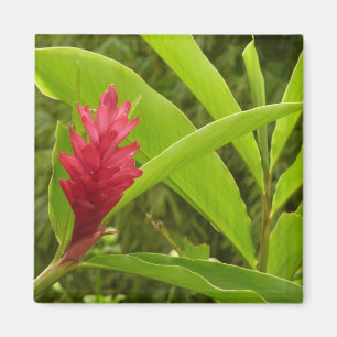 Red Ginger Flower (Alpinia) Tropical Magnet