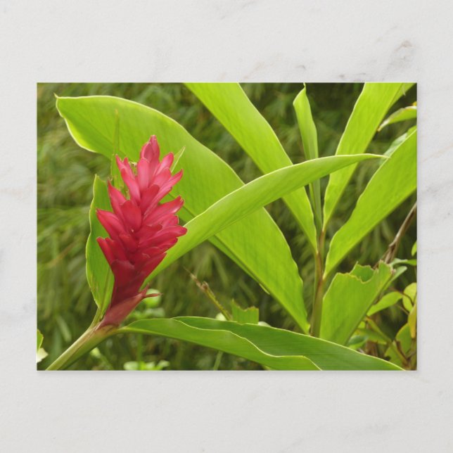 Red Ginger Flower (Alpinia) Tropical Postcard (Front)