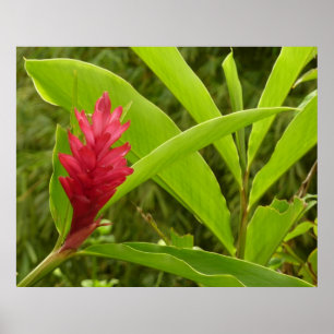 Red Ginger Flower (Alpinia) Tropical Poster