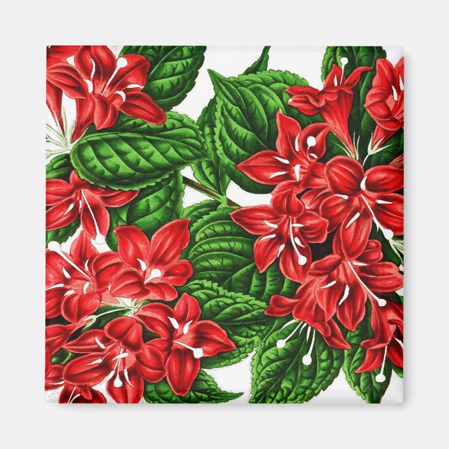 Red ginger flowers, vintage print magnet (Front)