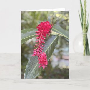 Red Ginger Note Card <Blank Inside>
