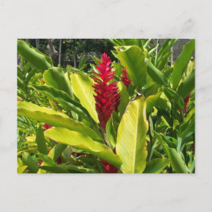 Red Ginger Postcard
