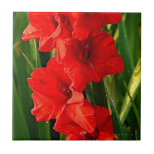 Red Gladiolas Ceramic Tile