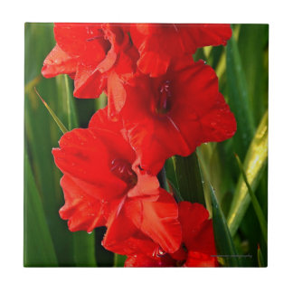 Red Gladiolas Ceramic Tile