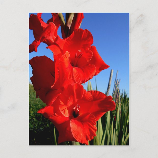 Red Gladiolus And The Blue Sky Postcard (Front)