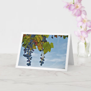 Red Grape Vine in Blue Sky Card