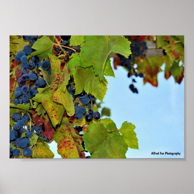 Red Grapes Blue Sky Poster (Front)