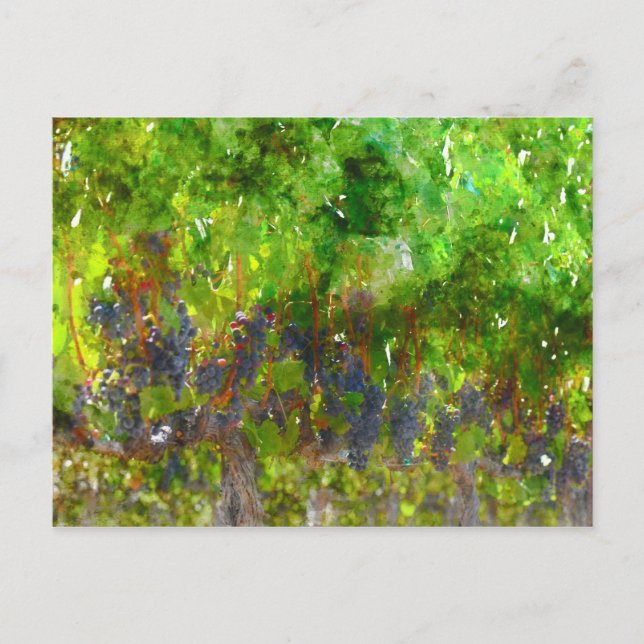 Red Grapes on the Vine Postcard (Front)