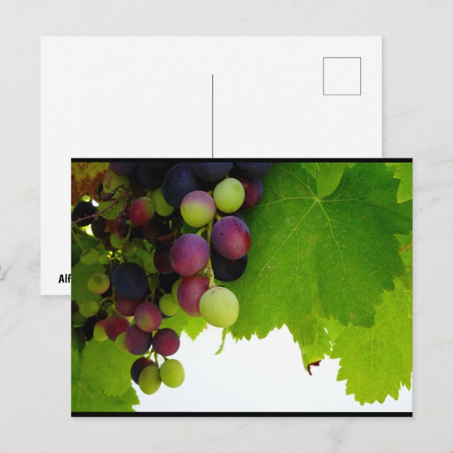 Red Grapes on Vine Postcard (Front/Back)