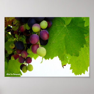 Red Grapes on Vine Poster