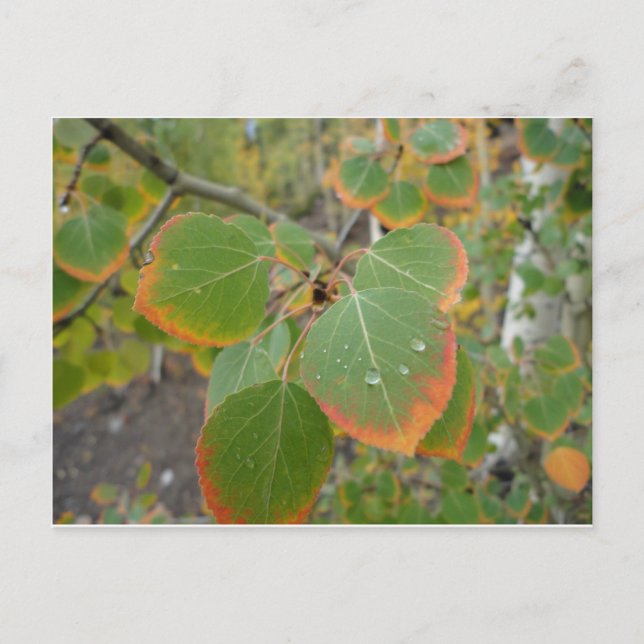 red green aspen leaf postcard (Front)
