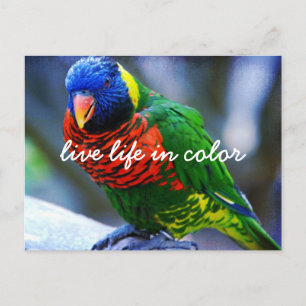 Red Green Blue Bird Live Life In Colour Script Bol Postcard