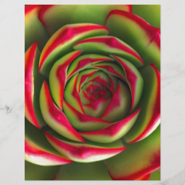 Red green spiral flower (Front)