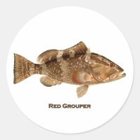 Red Grouper Fish