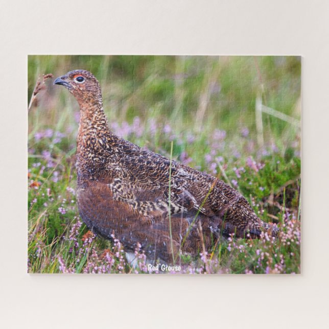 Red Grouse Jigsaw Puzzle (Horizontal)