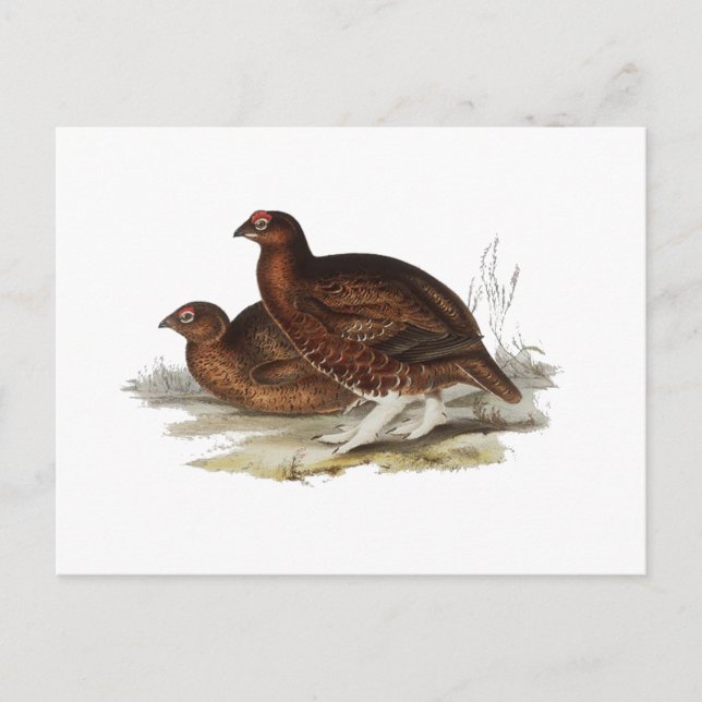 Red Grouse Postcard (Front)