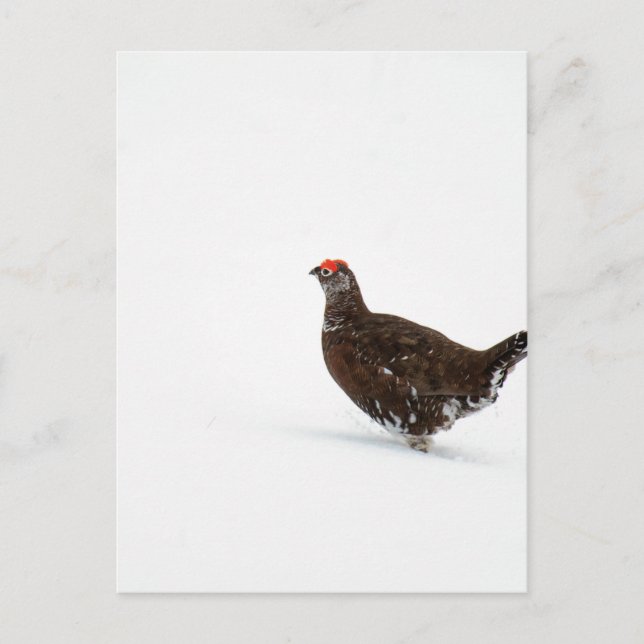 Red grouse postcard (Front)