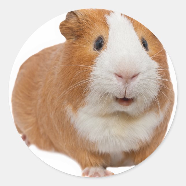 red guinea pig classic round sticker (Front)