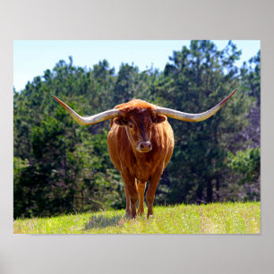 Red-Haired Texas Longhorn Poster