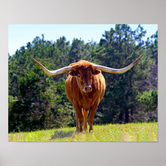 Red-Haired Texas Longhorn Poster (Front)