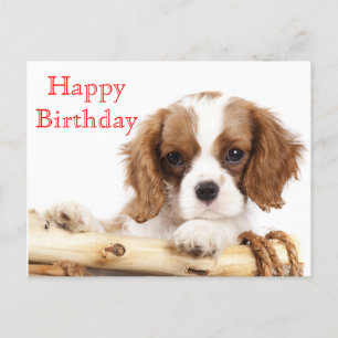 Red Happy Birthday Cavalier King Charles Spaniel Postcard