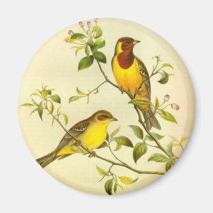Red-headed Bunting Emberiza bruniceps Magnet