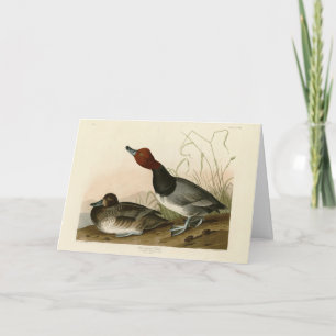 Red-headed Duck - from Audubon's Birds of America Card