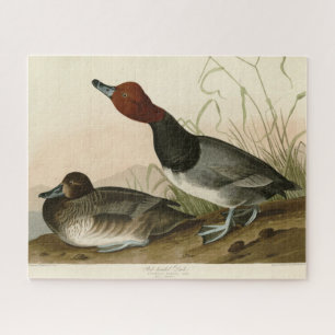 Red-headed Duck - from Audubon's Birds of America Jigsaw Puzzle