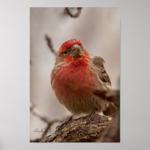 Red Headed House Finch Poster