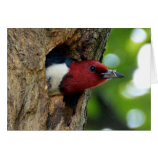 Red-Headed Woodpecker