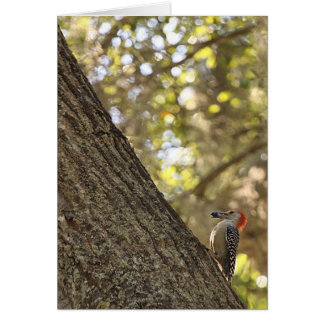 Red Headed Woodpecker