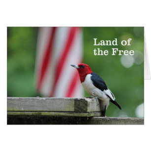 Red-headed Woodpecker