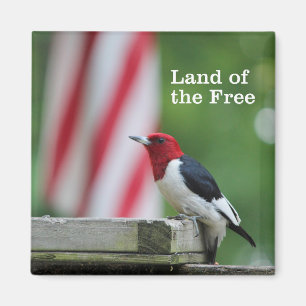 Red-headed Woodpecker 2 Magnet