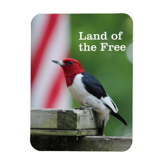 Red-headed Woodpecker 2 Magnet (Vertical)