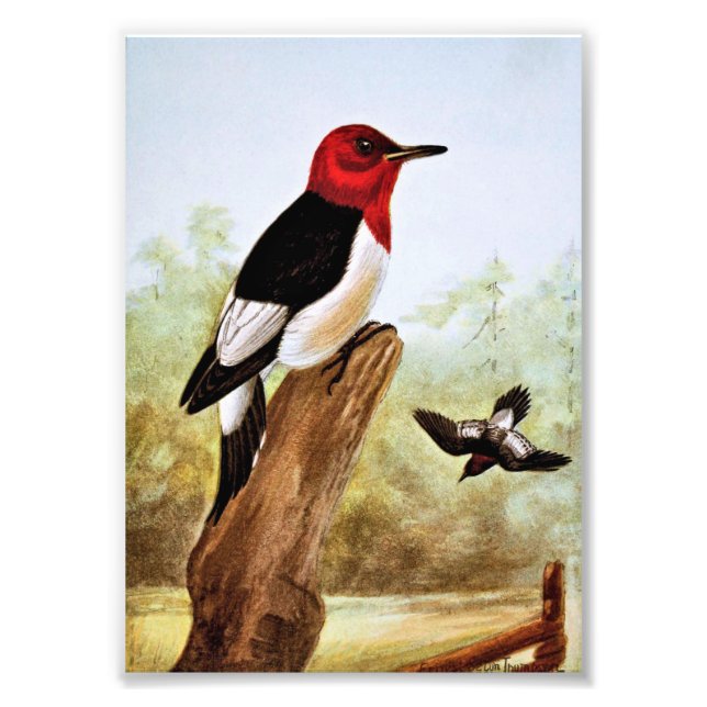 Red Headed Woodpecker Art Photo Print (Front)