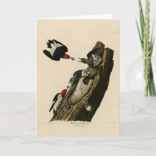 Red headed Woodpecker - Audubon's Birds of America Card