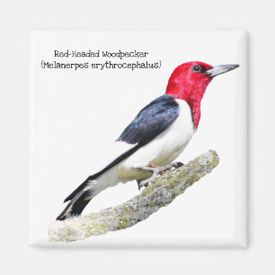 Red-Headed Woodpecker Magnet
