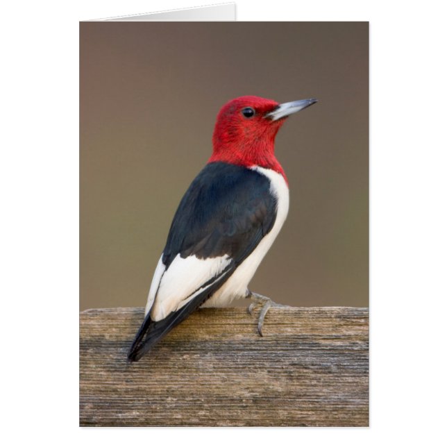 Red-headed Woodpecker on fence (Front)
