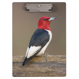 Red-headed Woodpecker on fence Clipboard
