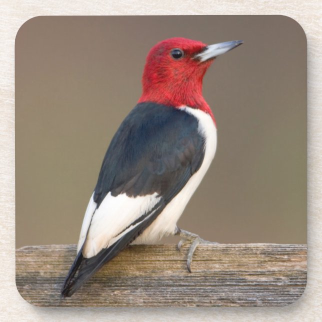Red-headed Woodpecker on fence Coaster (Front)