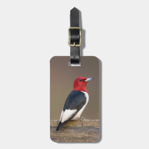 Red-headed Woodpecker on fence Luggage Tag
