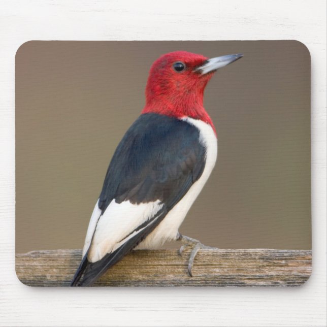 Red-headed Woodpecker on fence Mouse Pad (Front)