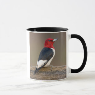 Red-headed Woodpecker on fence Mug