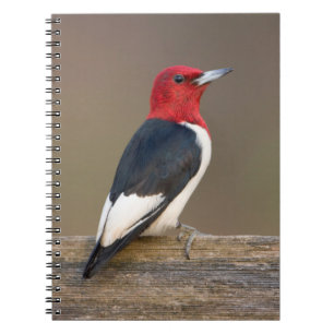 Red-headed Woodpecker on fence Notebook