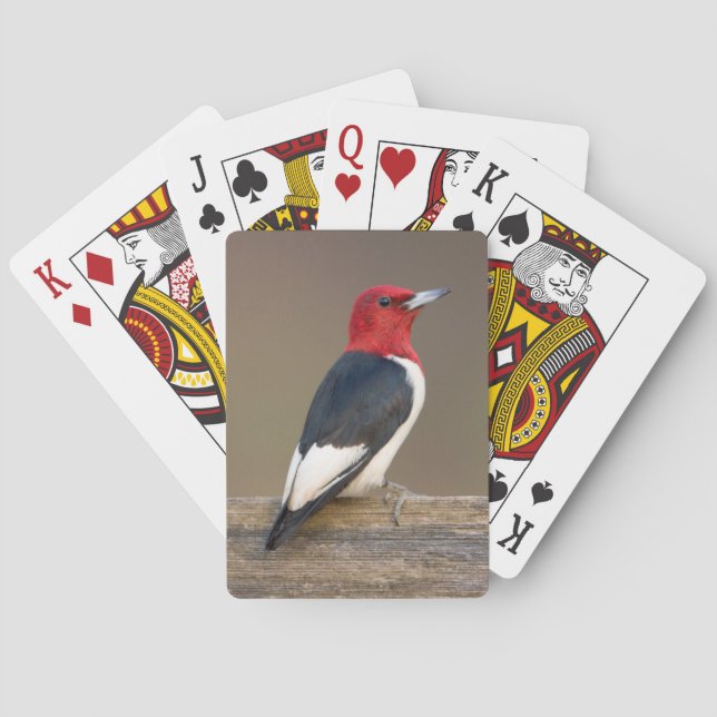 Red-headed Woodpecker on fence Playing Cards (Back)