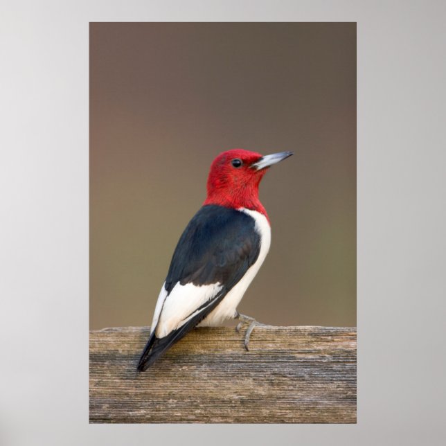 Red-headed Woodpecker on fence Poster (Front)