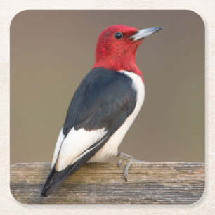 Red-headed Woodpecker on fence Square Paper Coaster