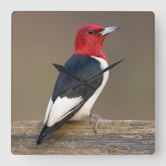 Red-headed Woodpecker on fence Square Wall Clock (Front)