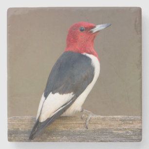 Red-headed Woodpecker on fence Stone Coaster