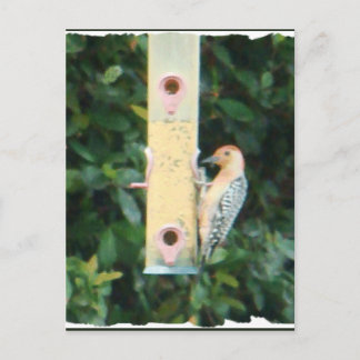 red headed woodpecker postcard